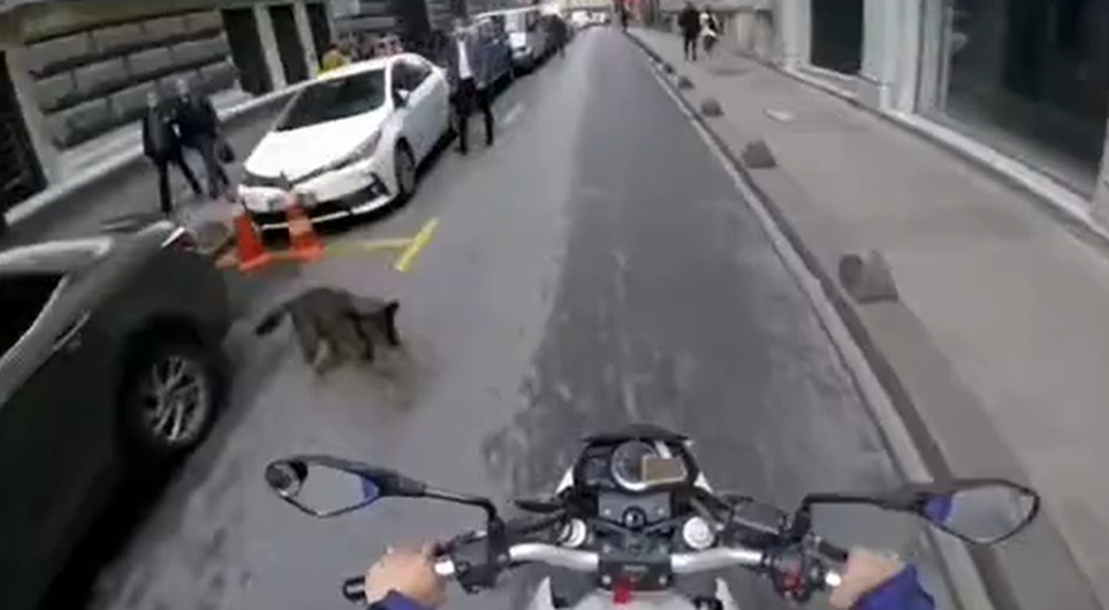 köpekler ve motorcular